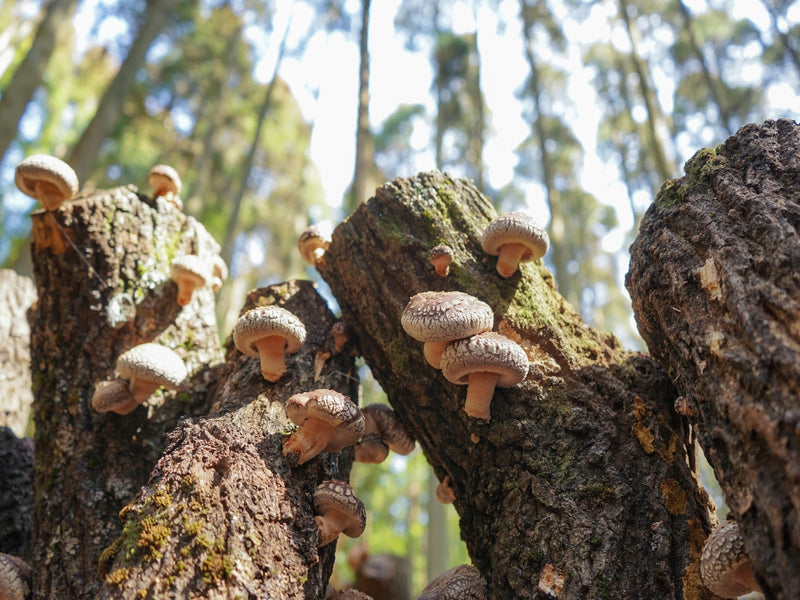 shiitake mushrooms naturally growing from the log.